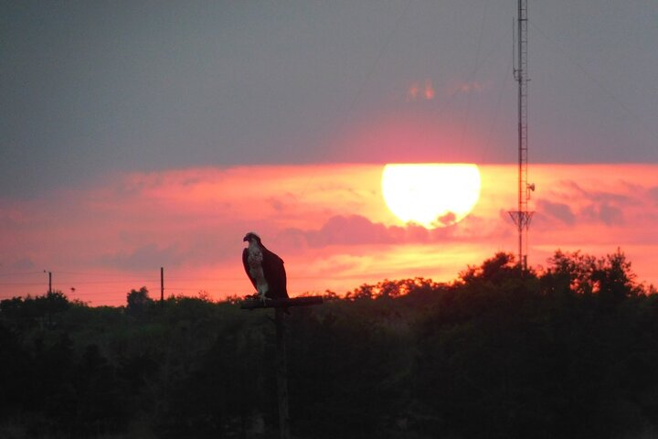 2-Hour Sunset Safari Eco Cruise on the Osprey from Cape May - Photo 1 of 8